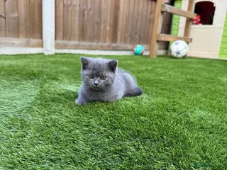 British Shorthair cats Beautiful British Shorthair kitten - Advert 16