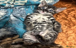 Bengal cats for sale: Silver Charcoal and Brown rosetted Bengal kittens  - Image 5