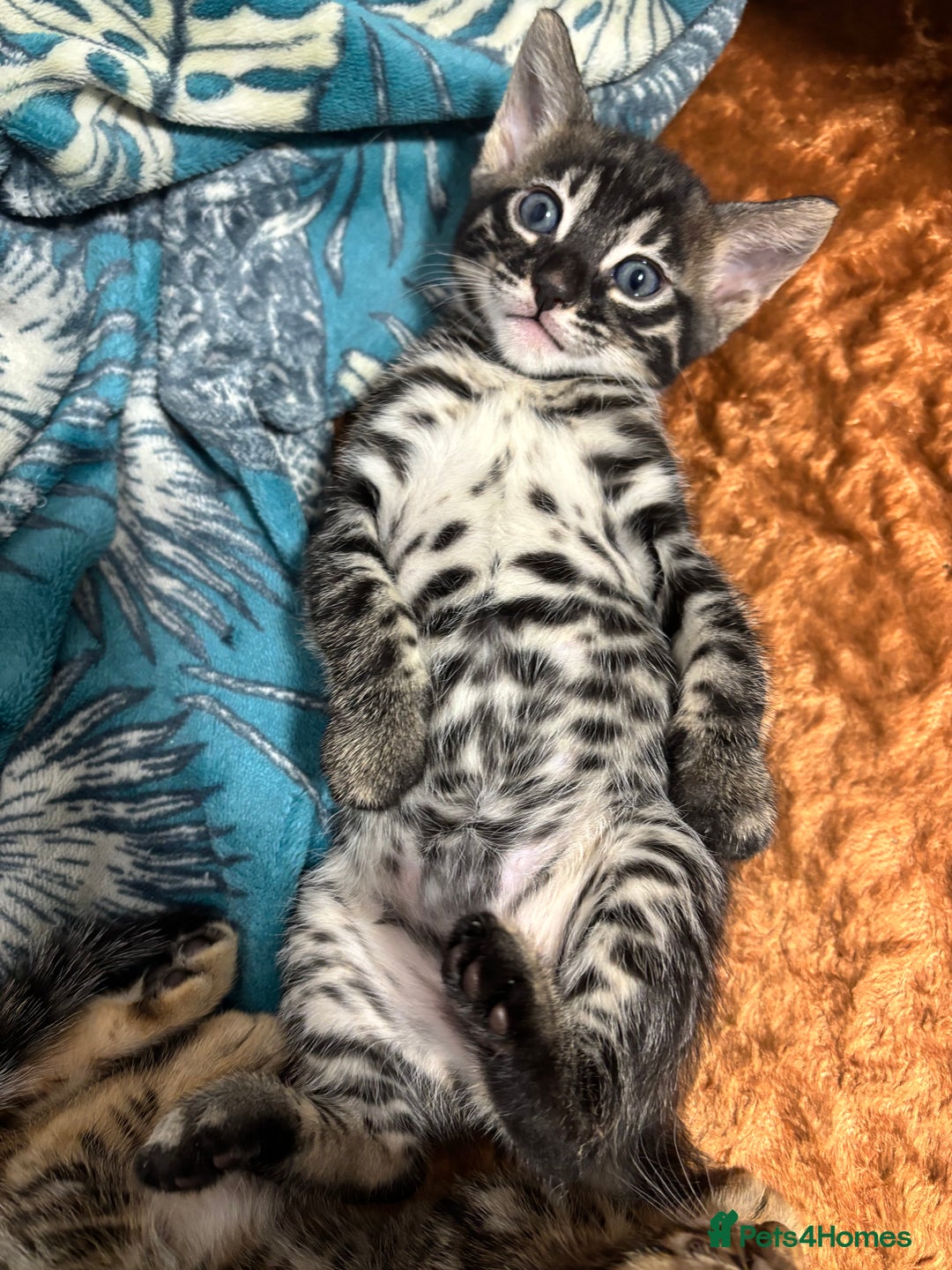 Bengal cats for sale: Silver Charcoal and Brown rosetted Bengal kittens  - Image 5