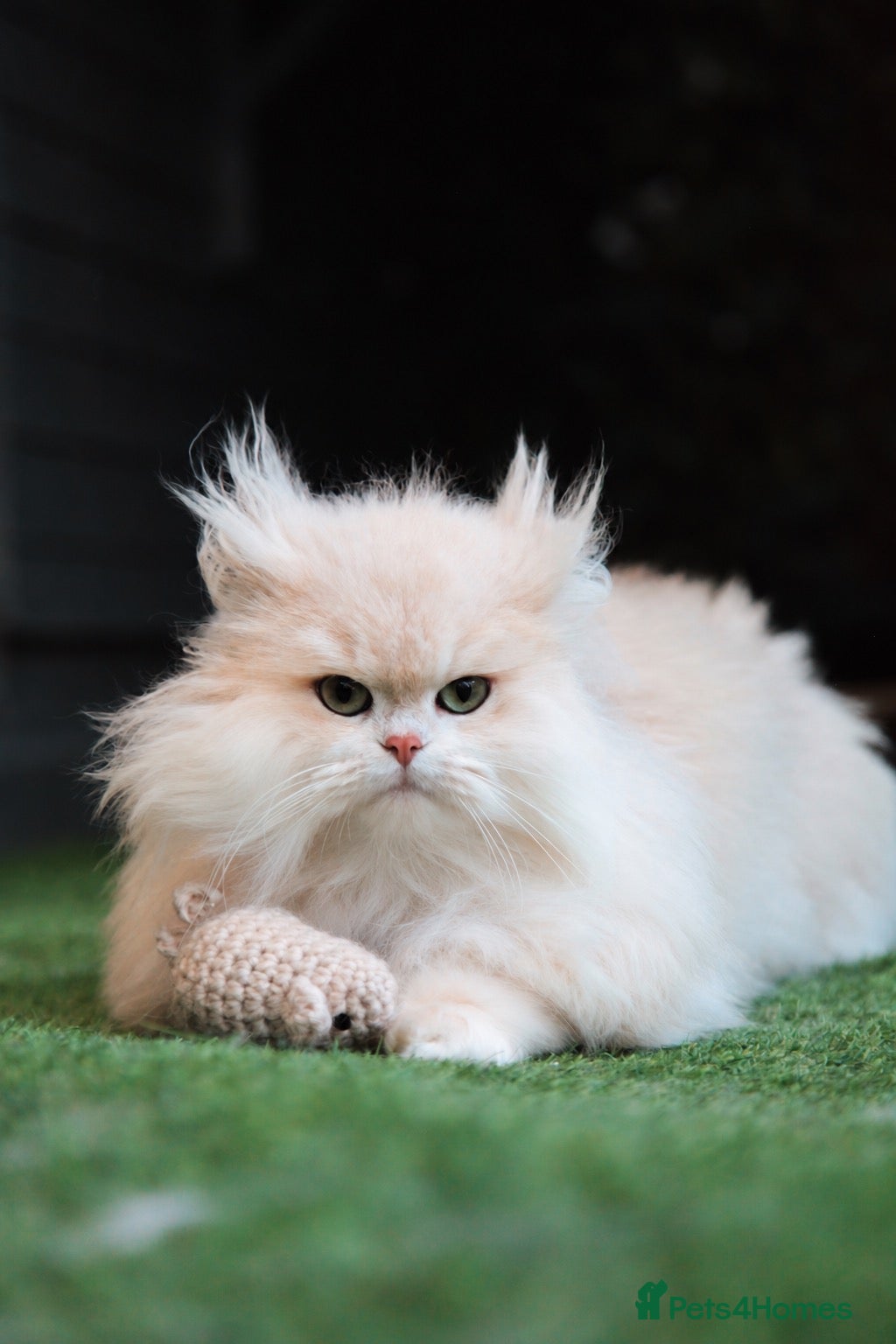 British Longhair cats for sale: SPAYED RETIRED 3 YR QUEEN  - Advert 1