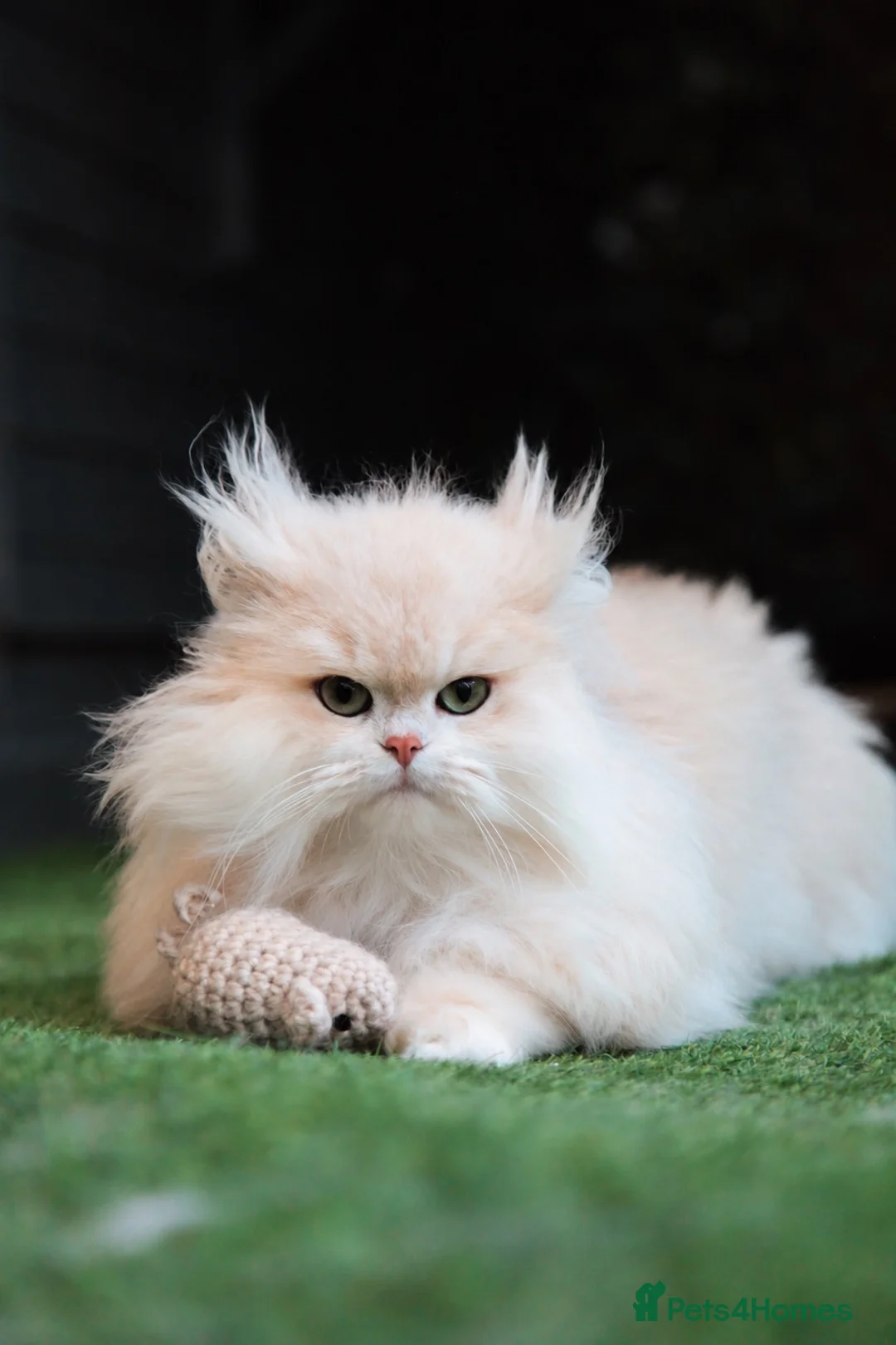British Longhair cats for sale: SPAYED RETIRED 3 YR QUEEN  - Advert 1