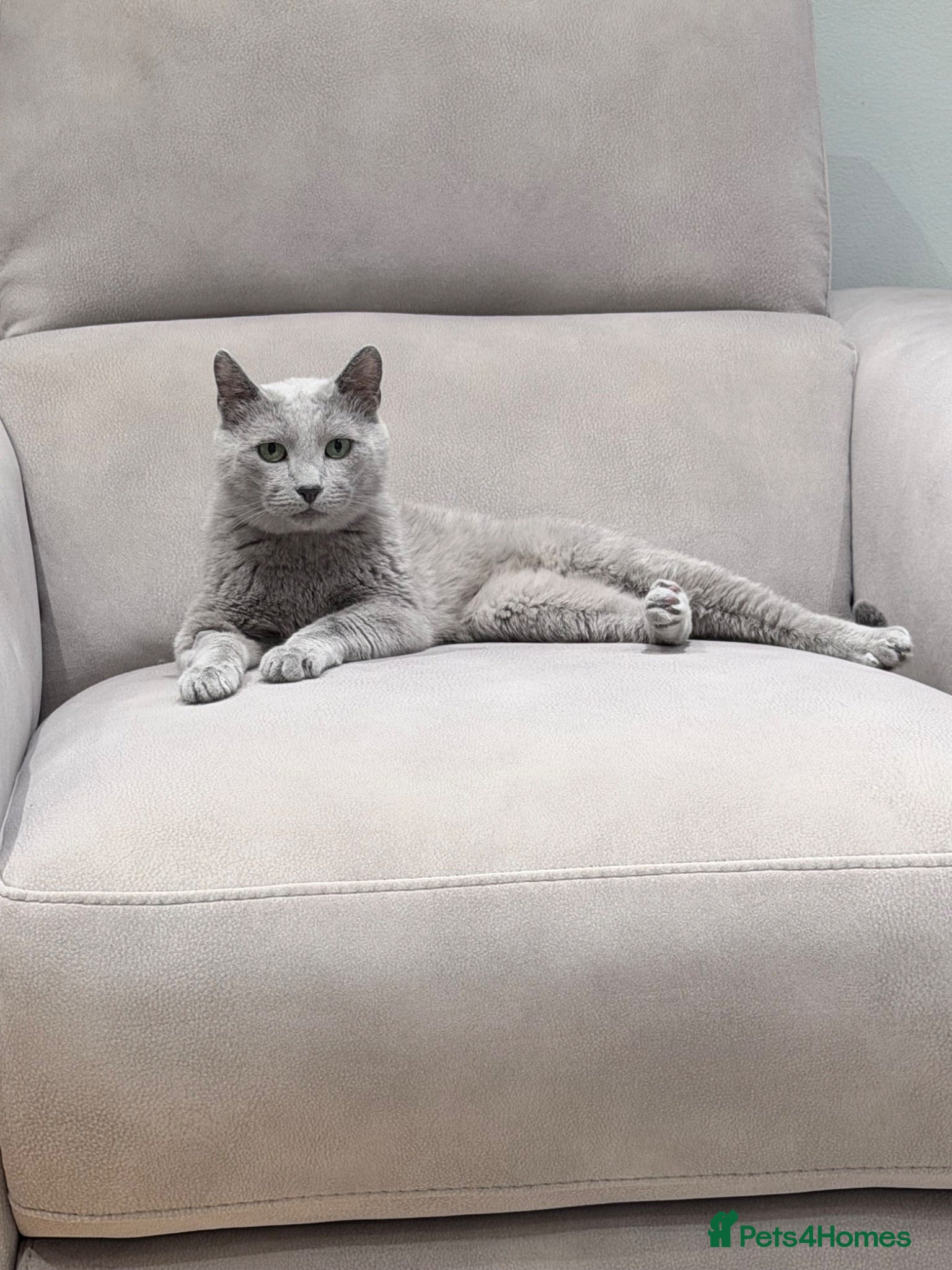 Russian Blue cats magnificent purebred Russian blue solid green eyes - Advert 1