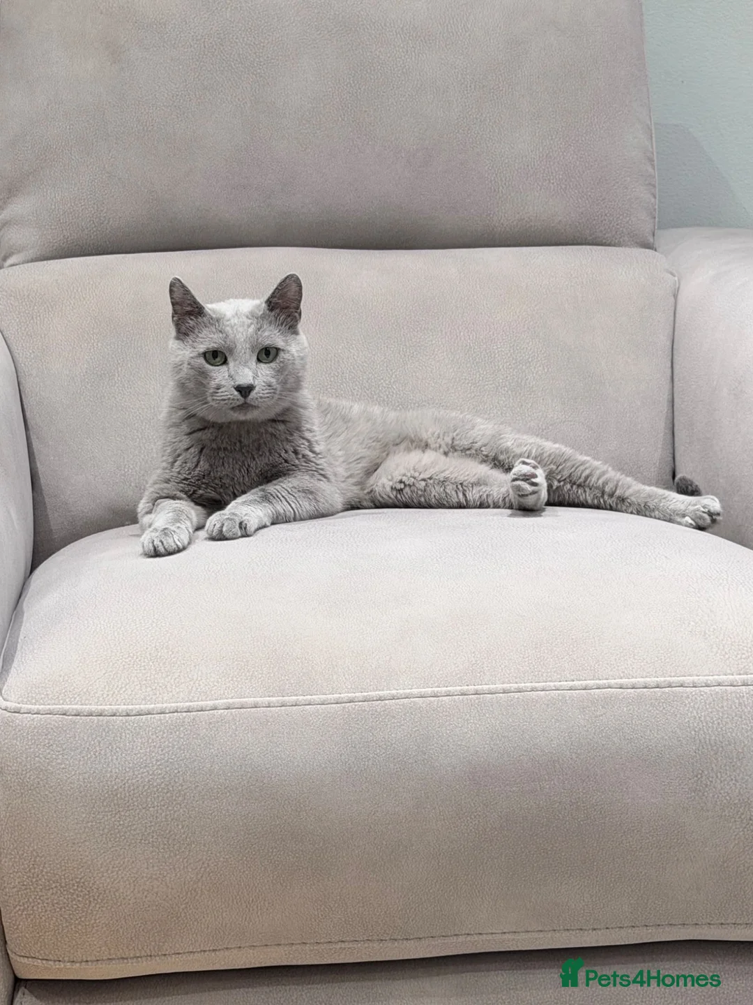 Russian Blue cats for sale: magnificent purebred Russian blue solid green eyes - Advert 1