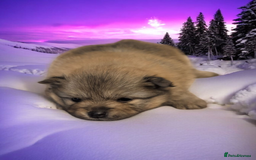 Pomeranian dogs for sale: Teddy Bear poms  - Advert 8