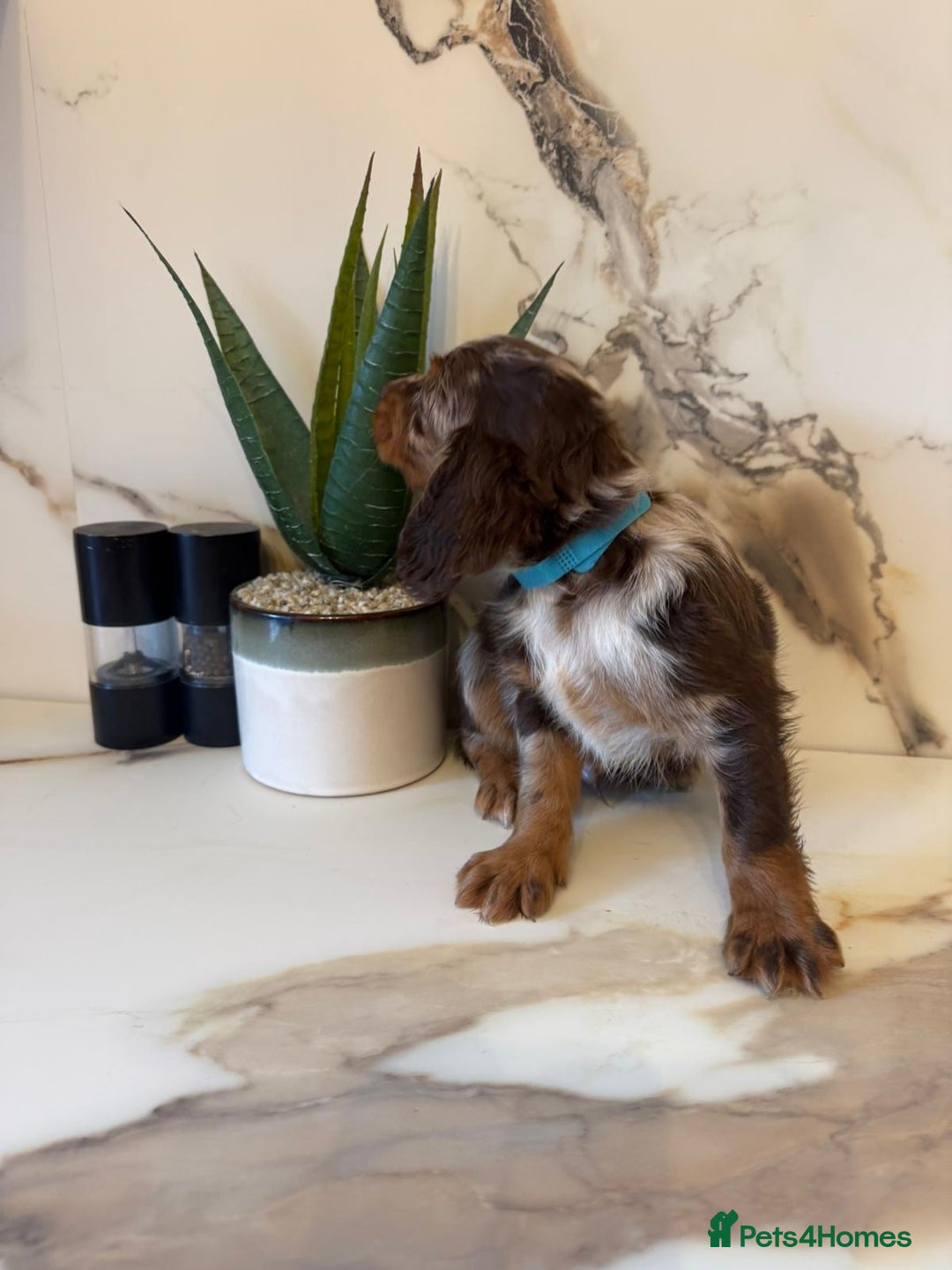 Cocker Spaniel dogs for sale: ⭐️chocolate cocker spaniel pups⭐️  - Image 3