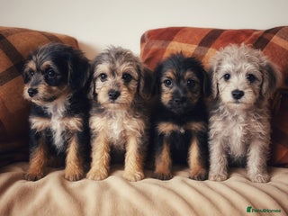 Border Terrier dogs Stunning Border Teddies - Advert 2