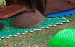 Lionhead rabbits for sale: Beautiful Double Maned Lionhead Babies - Image 10