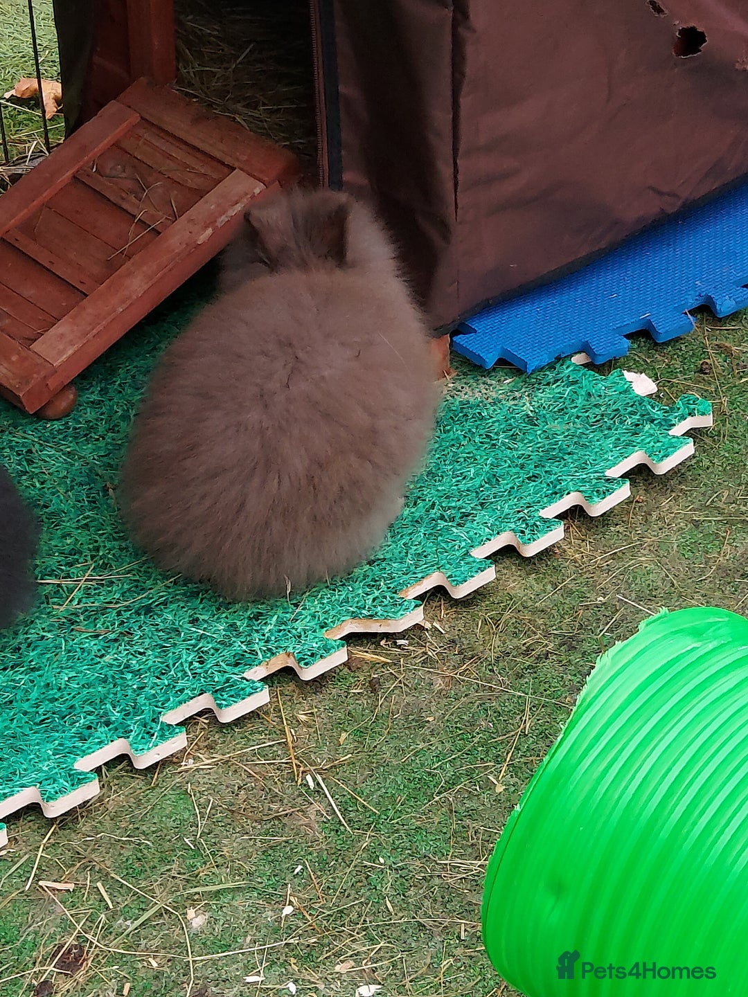 Lionhead rabbits for sale: Beautiful Double Maned Lionhead Babies - Image 10