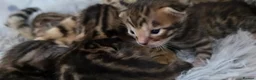 Bengal cats for sale: 🐾 Our beautiful Bengal kittens are now ready in Leicester - Advert 8