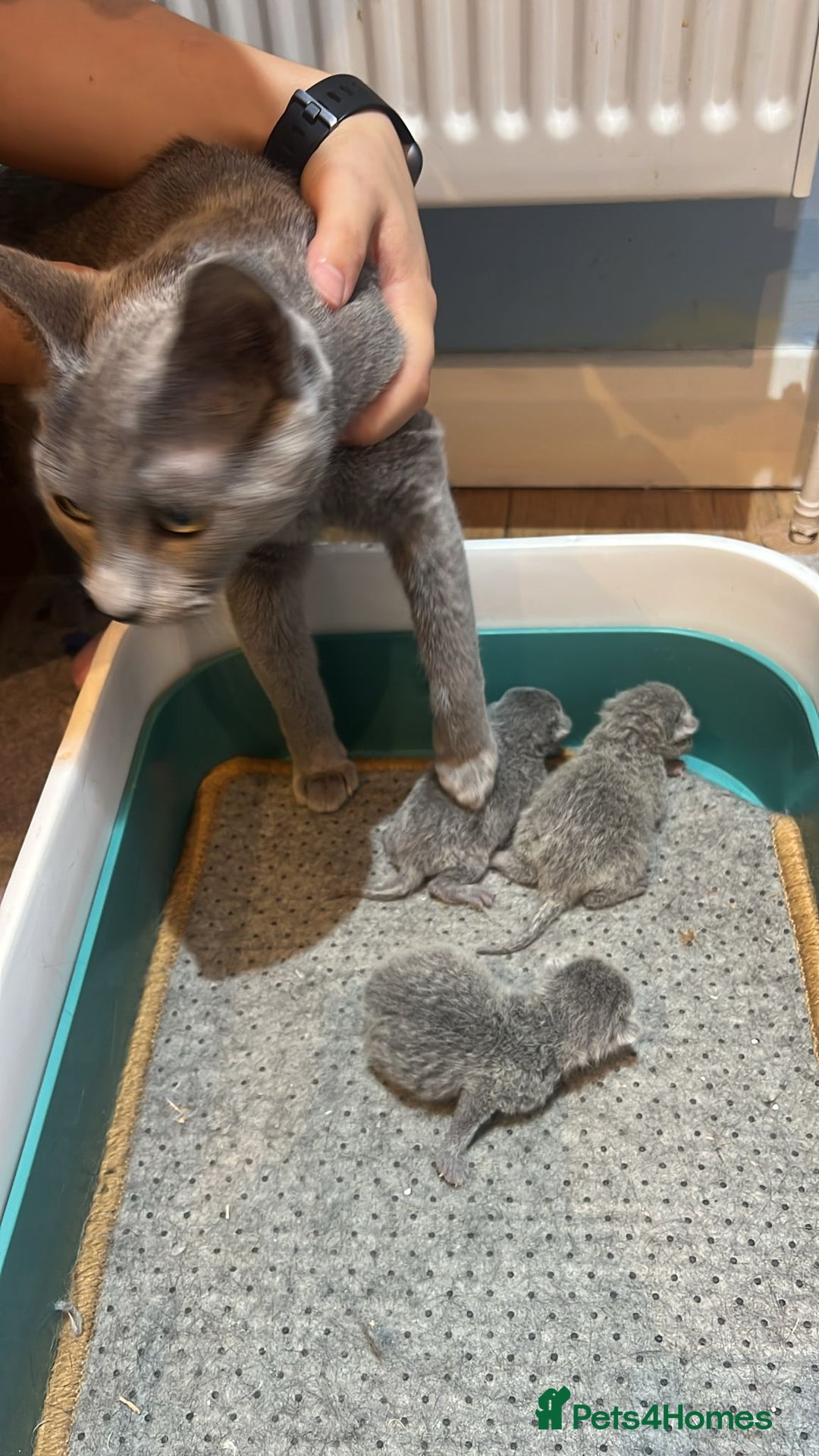 Russian Blue cats for sale: Adorable pure silver Russian blue kittens for sale - Image 8