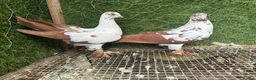 Pigeons birds for sale: Top Quality Strong Breeding Pair – Vaccinated - Advert 10