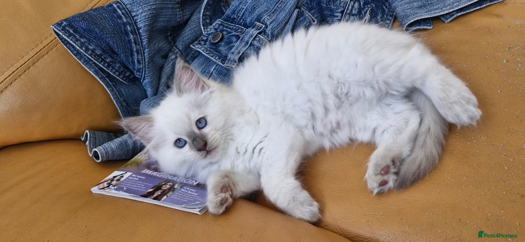 Ragdoll cats for sale: 🐾Last  Girl - Genetically clear 🐾 - Image 20