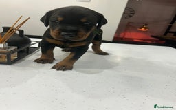 Dobermann dogs for sale: 2 gorgeous boys ready for new forever homes - Image 2