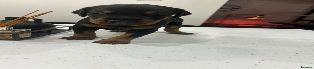 Dobermann Puppy 1 Green Collar