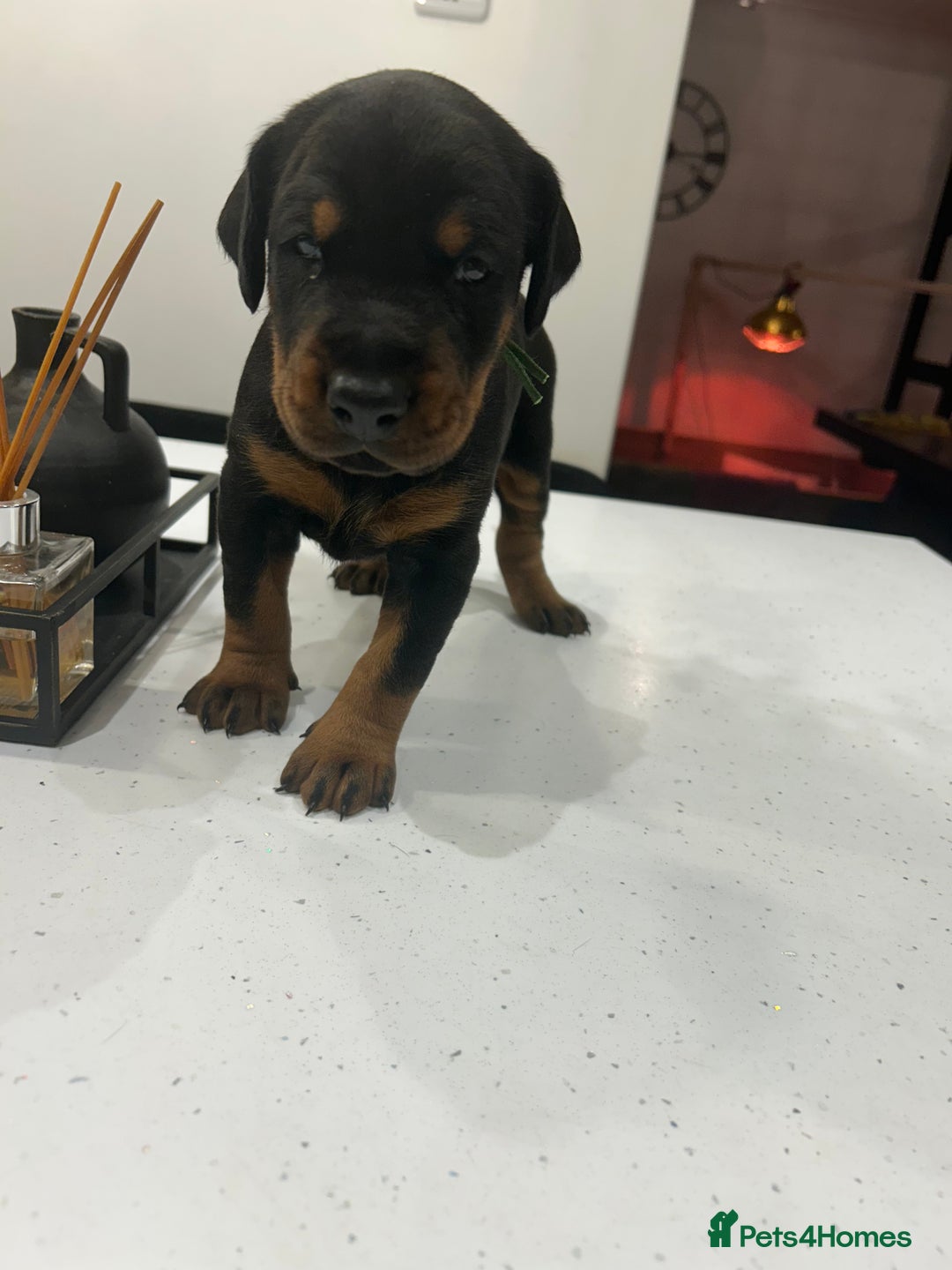 Dobermann dogs for sale: 2 gorgeous boys ready for new forever homes - Image 2
