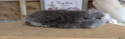 Guinea Pig rodents for sale: Swiss Guinea Pigs - Advert 2