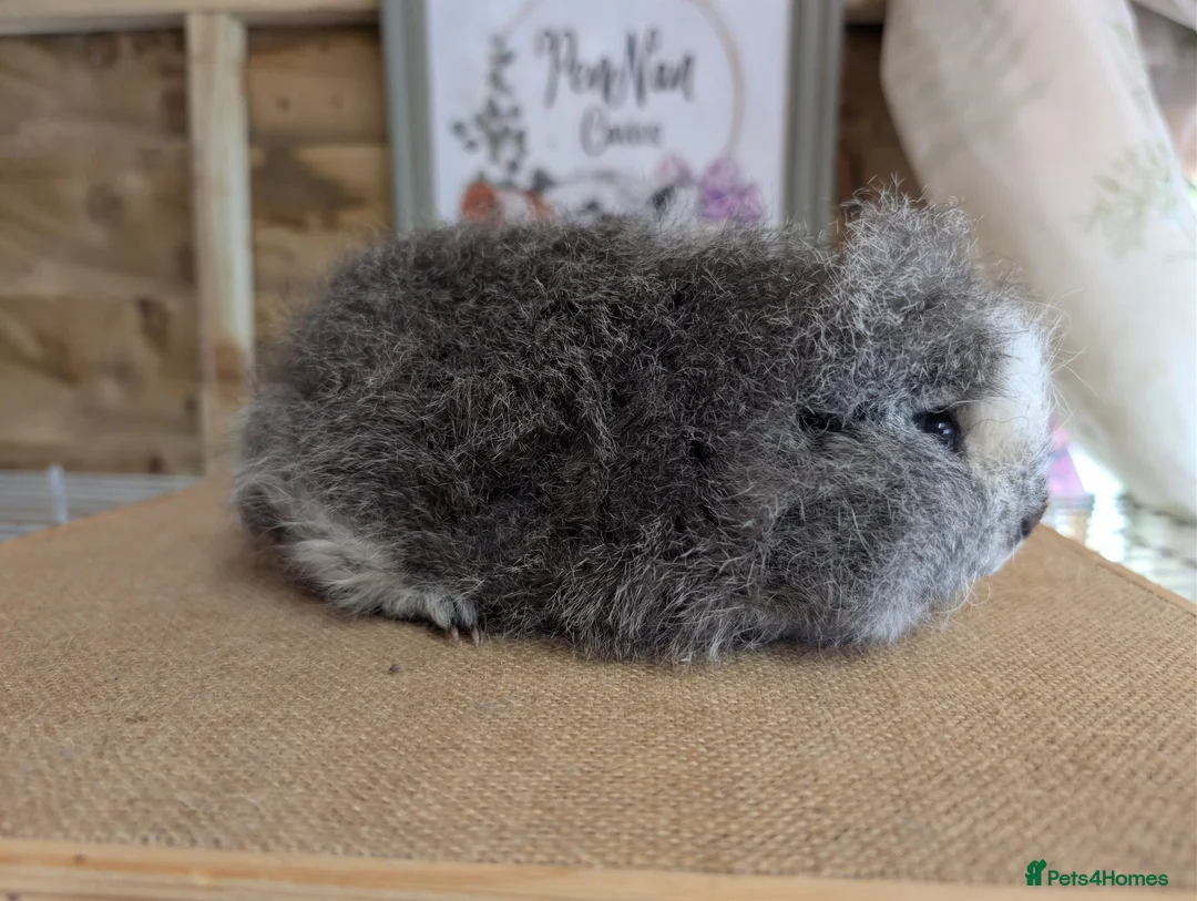 Guinea Pig rodents for sale: Swiss Guinea Pigs - Advert 2