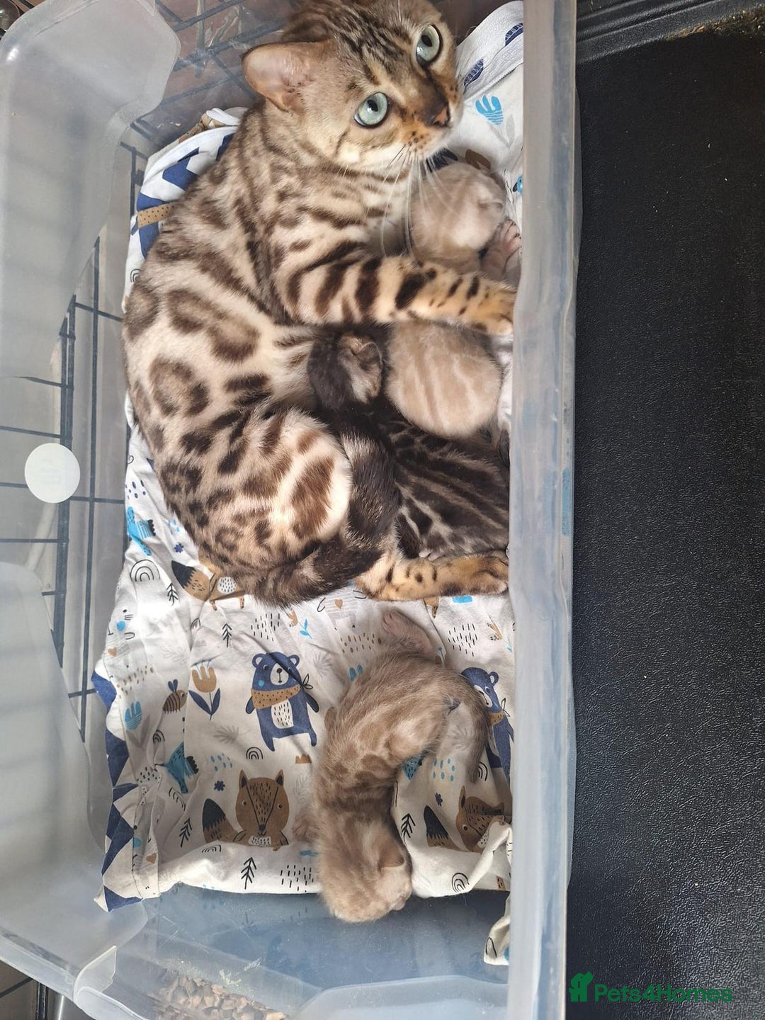Bengal cats for sale: Beautiful bengal kitten - Image 7