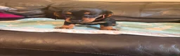 Dachshund dogs for sale: Black tan Dachshunds  - Advert 13