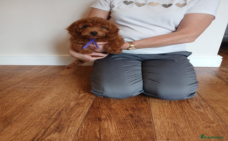 Cockapoo dogs - Advert 1