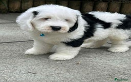 Sheepadoodle dogs for sale: unique sheepadoodles due - Image 35