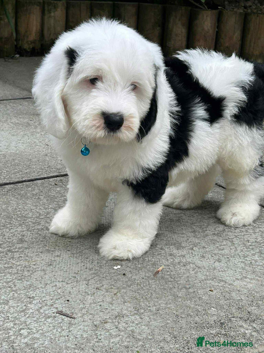 Sheepadoodle dogs for sale: unique sheepadoodles due - Image 35