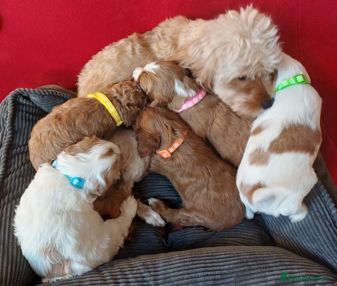 Cavapoo dogs for sale: F2 Cavapoo, Dog breeding license - Advert 8