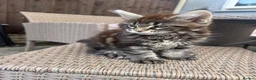 Maine Coon cats for sale: READY NOW⭐️ Tica Maincoon kittens  - Advert 4