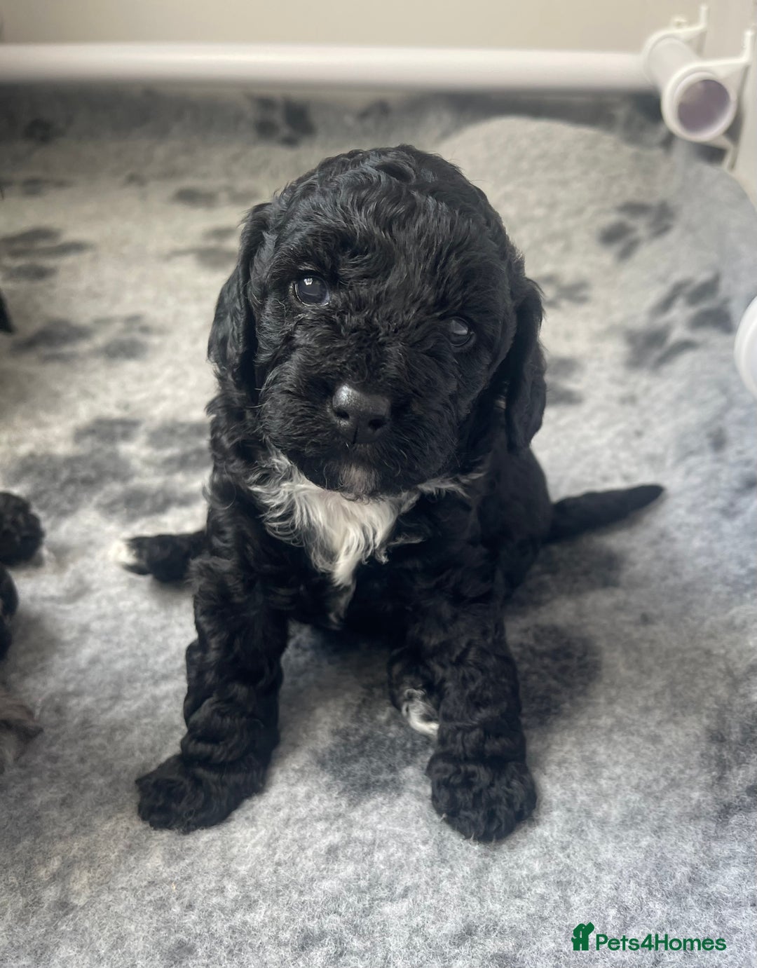 Cockapoo dogs for sale: F1b Cockapoos - Image 3