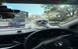 Maltese dogs for sale: Maltese puppies  - Image 22