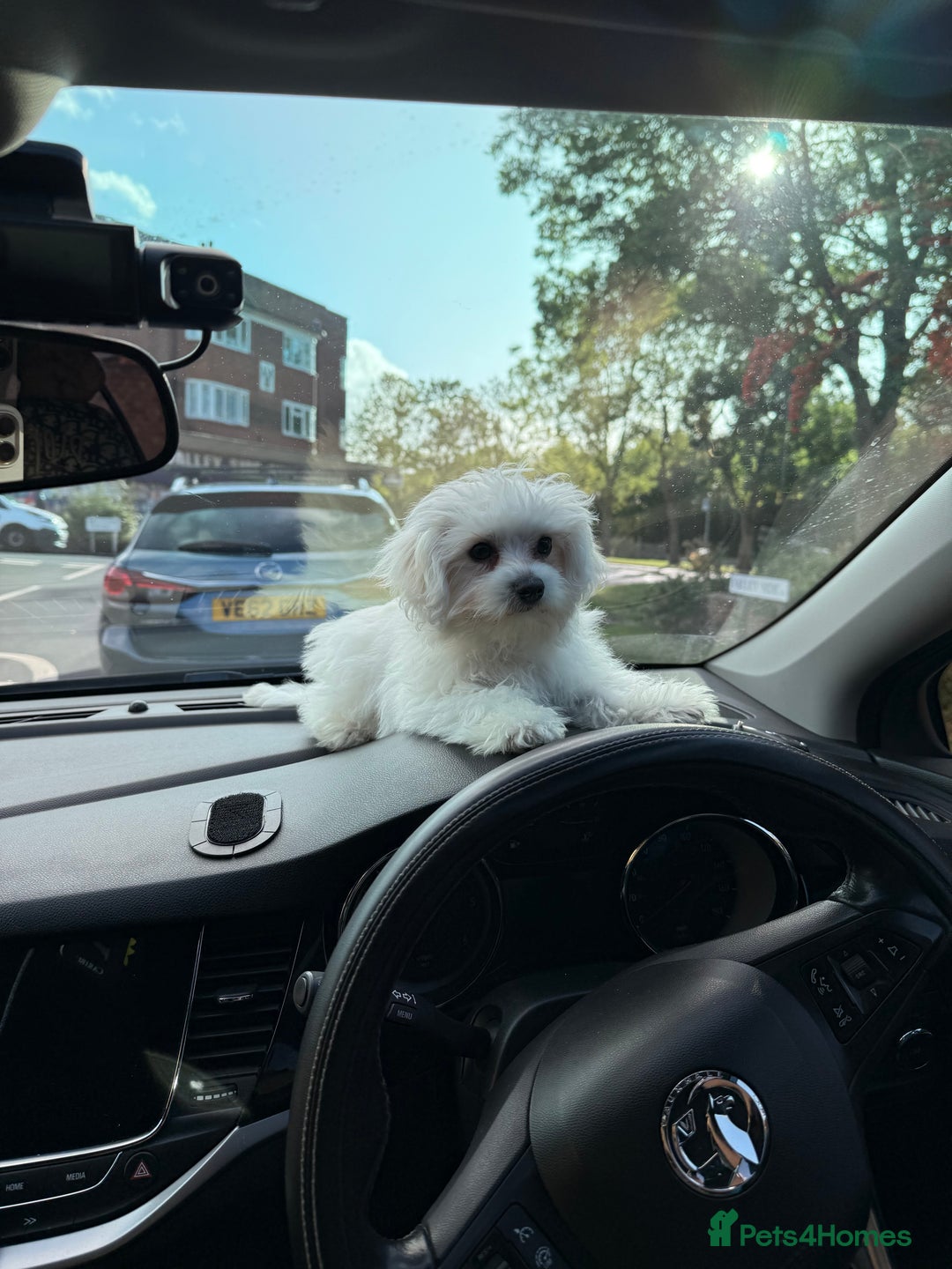 Maltese dogs for sale: Maltese puppies  - Image 22