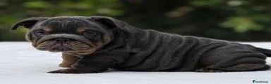 English Bulldog 3