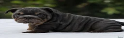 English Bulldog dogs for sale: ⭐️ ENGLISH BULLDOG PUPPIES ⭐️ - Advert 9