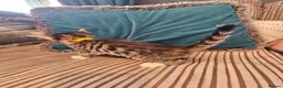 Bengal cats for sale: Begal cross kittens  - Advert 35