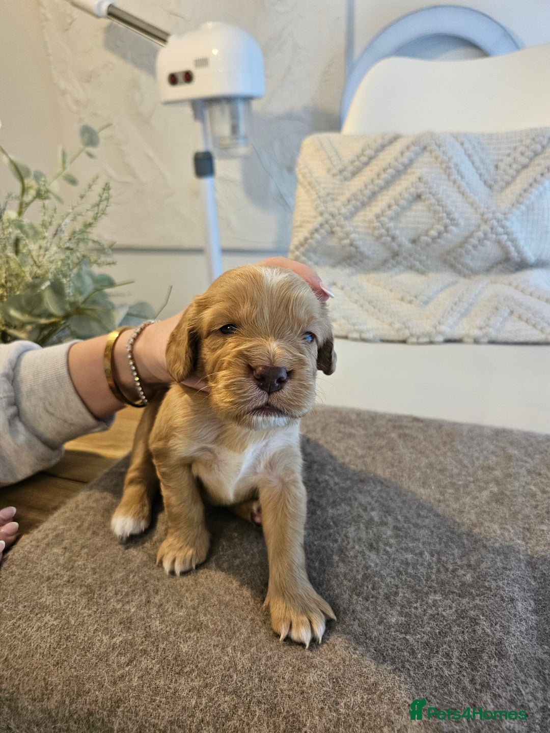 Cockapoo dogs for sale: Stunning cockapoo puppies - Image 9