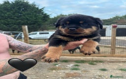Rottweiler dogs for sale:  Rottweiler Puppies - READY NOW! 2 LEFT!  - Image 18