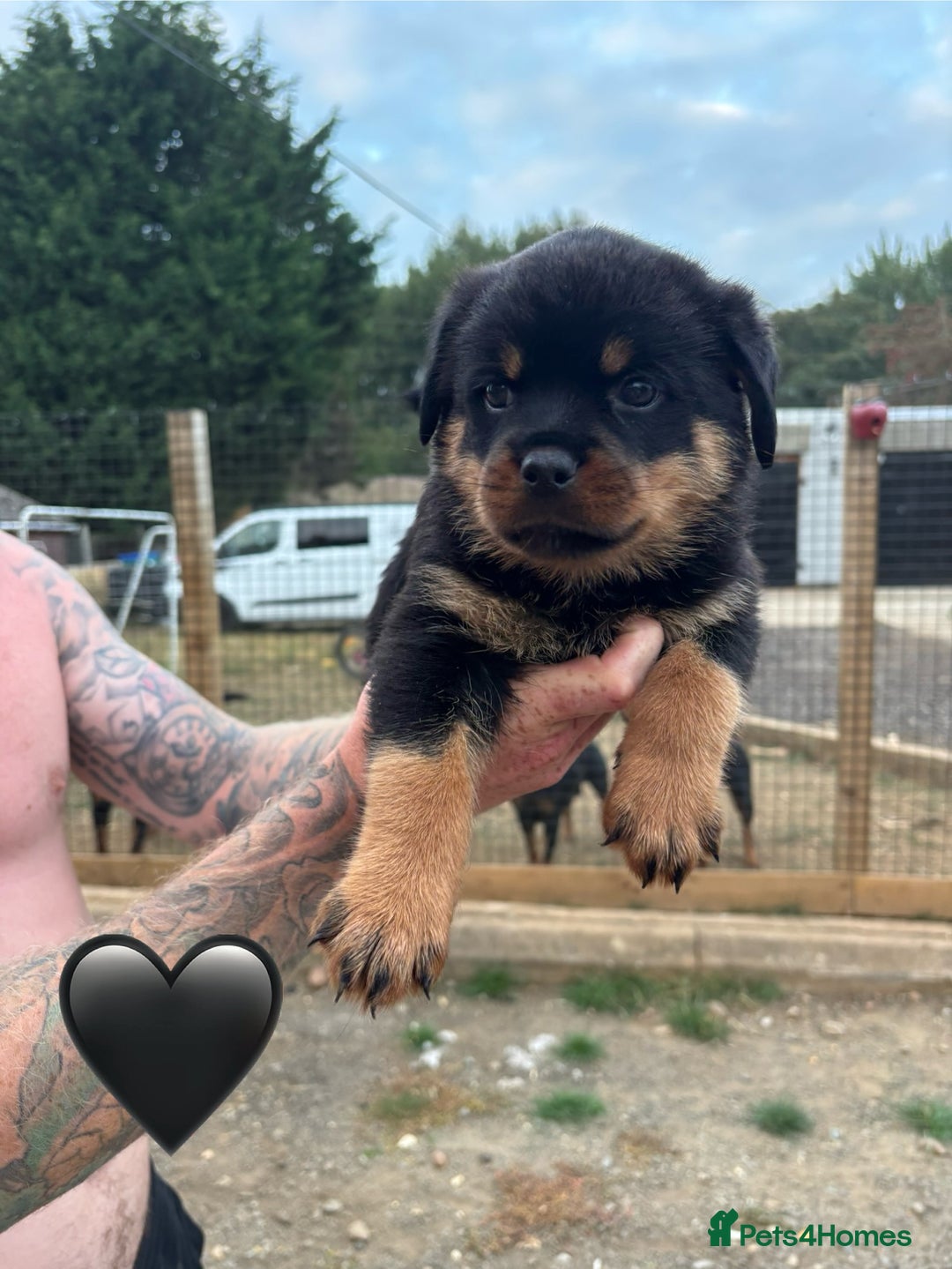 Rottweiler dogs for sale:  Rottweiler Puppies - READY NOW! 2 LEFT!  - Image 18