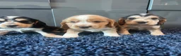 Cocker Spaniel dogs for sale: 💙 Exceptional show type health tested boys 💙 - Advert 4