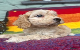 Cockapoo dogs for sale: Cockapoo puppies beautiful colours  - Image 6