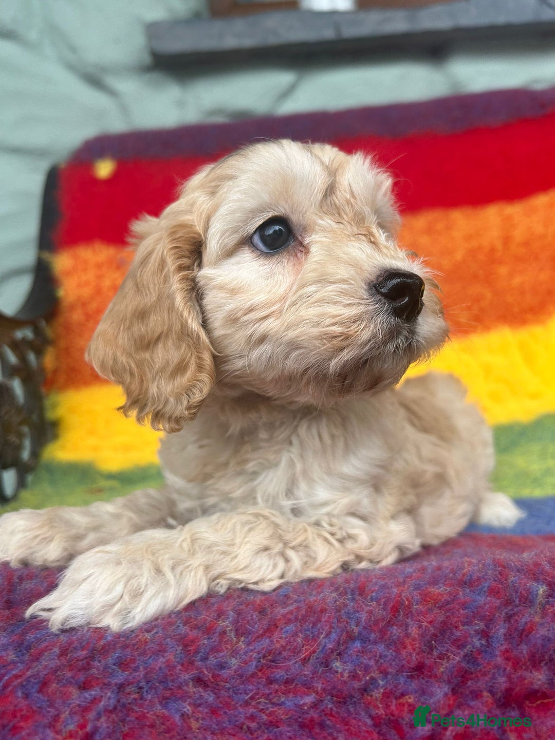 Cockapoo dogs for sale: Cockapoo puppies beautiful colours  - Image 6