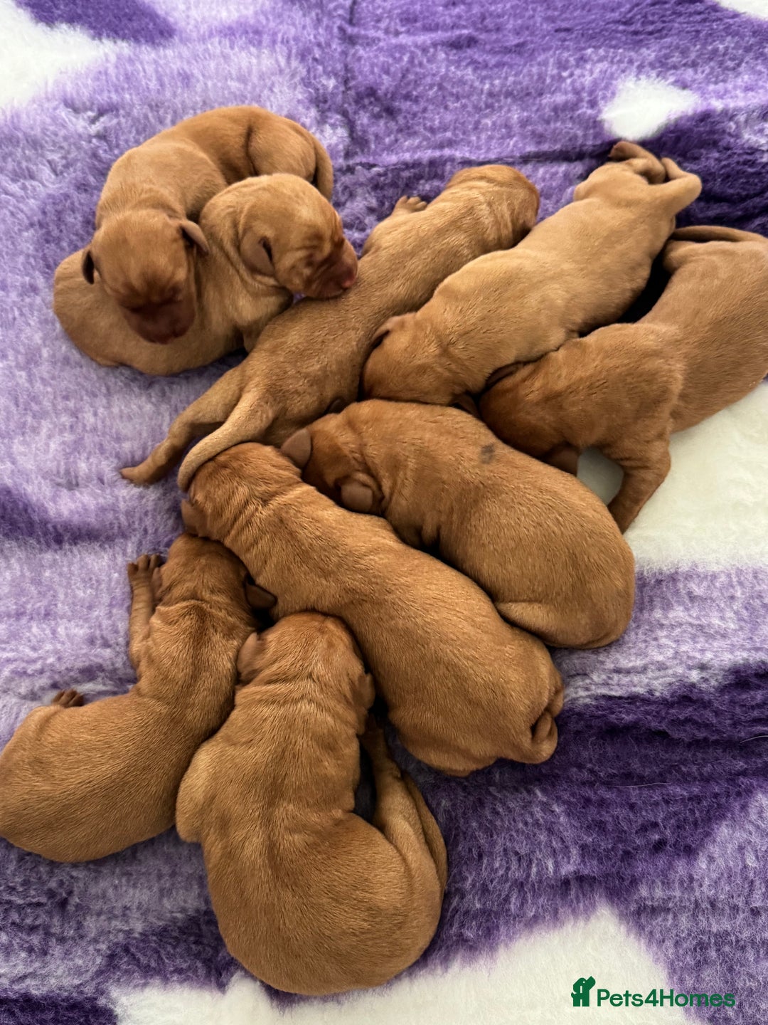 Labrador Retriever dogs for sale: Exceptional KC litter Fox Red Labradors  - Advert 16