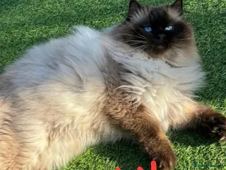 Ragdoll cats Premium GCCF/TICA Chocolate Point Ragdoll Stud - Advert 1