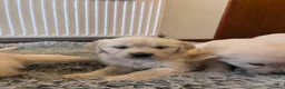 Golden Retriever dogs for sale: 8 adorable golden retriever pups for sale  - Advert 6