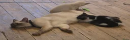 Burmese cats for sale: Burmese x kittens  - Advert 12