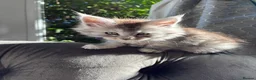 Maine Coon cats for sale: Stunning litter of pure bred Maine Coon kittens - Advert 6