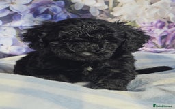Cockapoo dogs for sale: sable & phantom & tri colour cockapoo puppies  - Image 19
