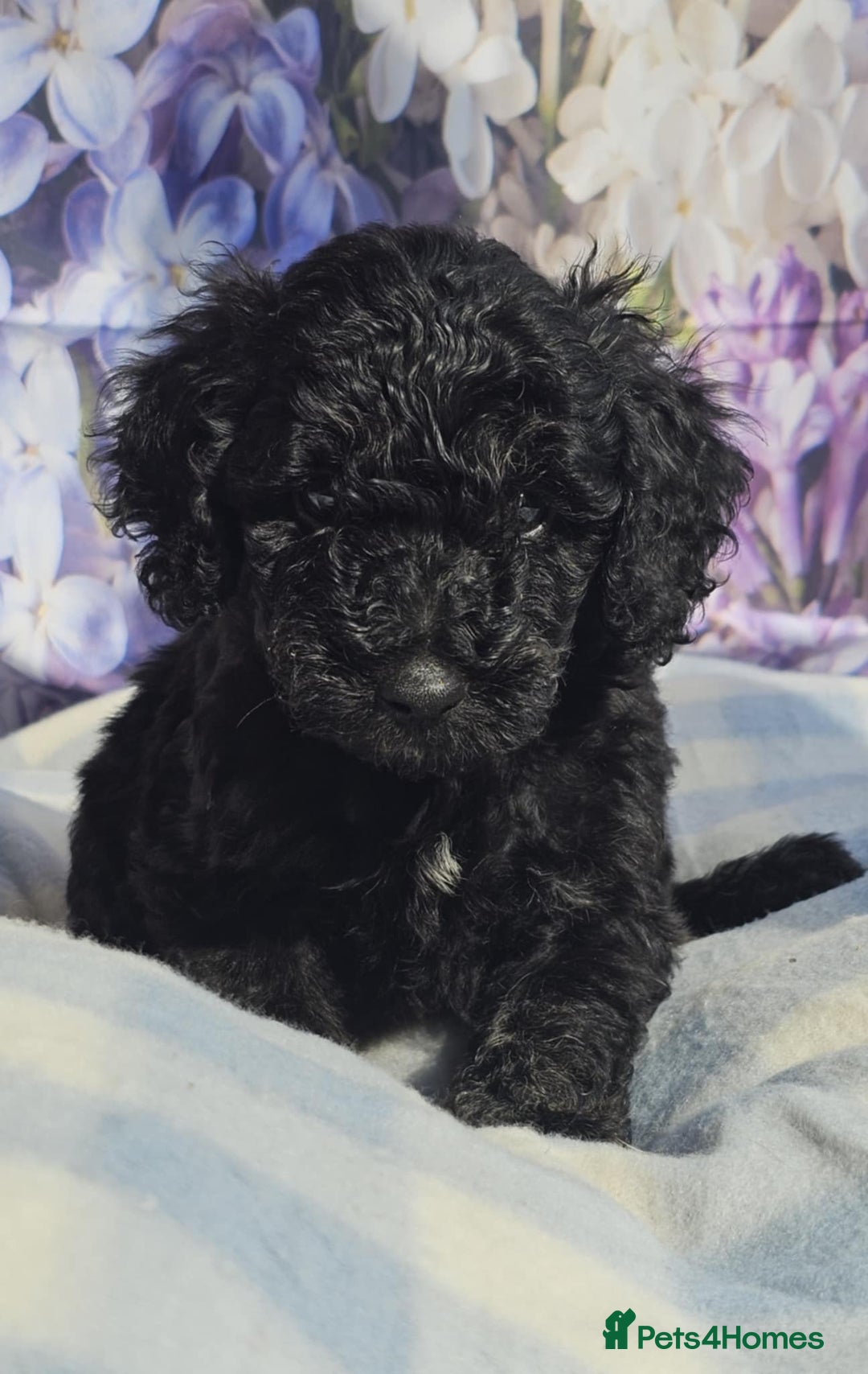 Cockapoo dogs for sale: sable & phantom & tri colour cockapoo puppies  - Image 19
