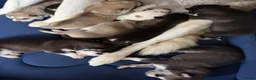 Siberian Husky dogs for sale: Puppies Siberian Husky in London - Advert 16