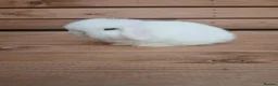 Mini Lop rabbits for sale: Purebred mini lop babies - Advert 1