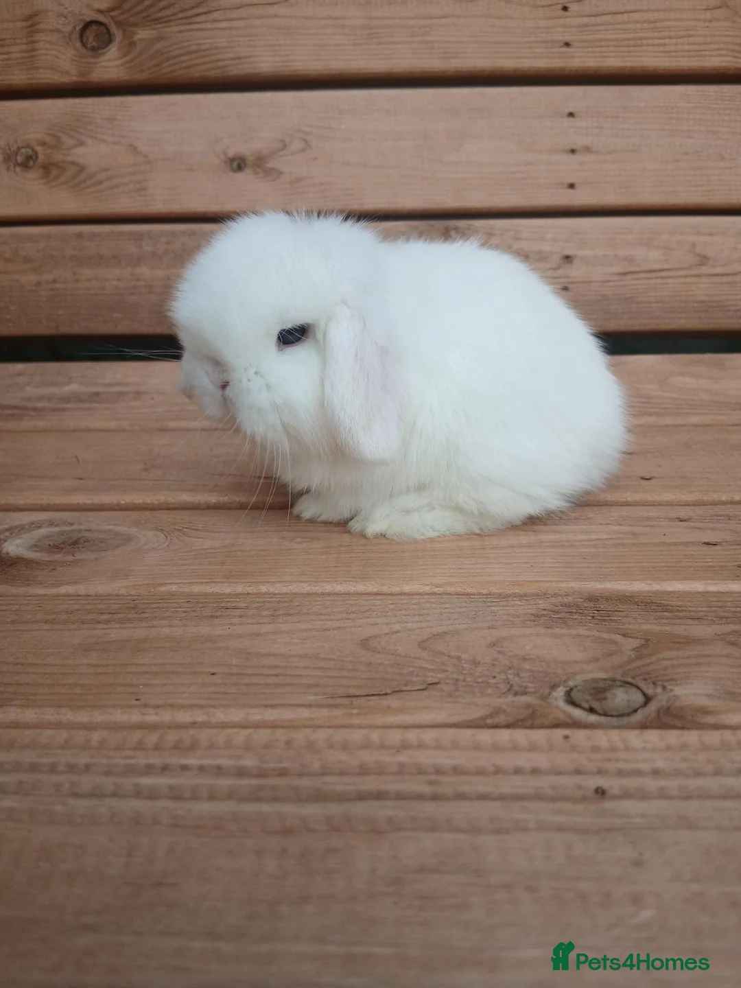 Mini Lop rabbits for sale: Purebred mini lop babies - Advert 1
